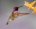 Alpine Hummingbirds-9866.jpg